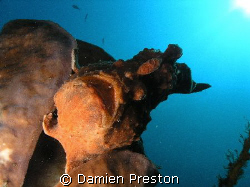 Lembeh Strait. Found this large Frog Fish hanging onto a ... by Damien Preston 